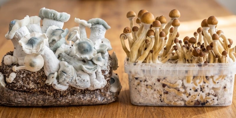 Grow Kit di Funghi Magici vs. Sacchetti Ready-2-Grow