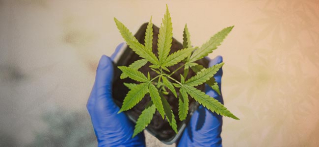 Come Coltivare La Prima Pianta Di Cannabis In 10 Passi