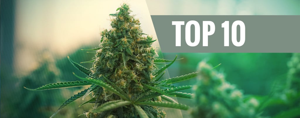 Le 10 Migliori Varietà Di Cannabis