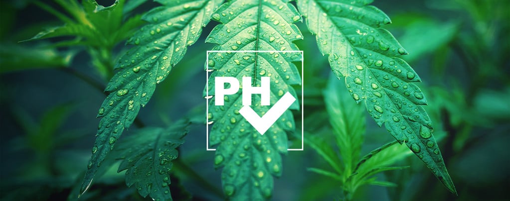 Come Regolare I Livelli Di pH Nelle Colture Di Cannabis