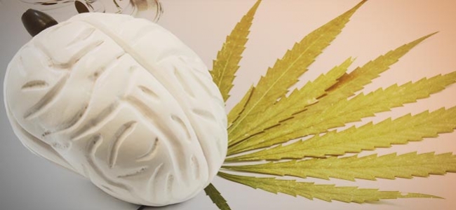 Effetti Cannabis Cervello