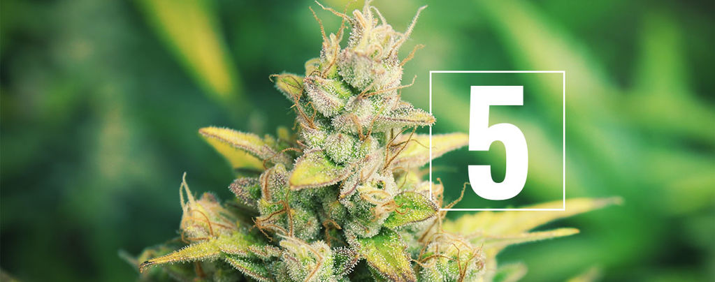 5 Miti Da Sfatare Sulla Coltivazione Della Cannabis