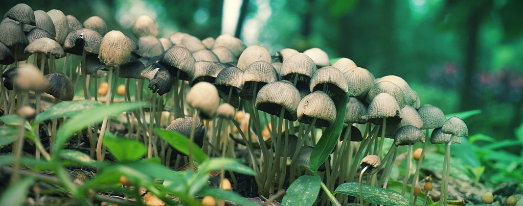 A Caccia Di Funghi Magici: Una Pratica Guida