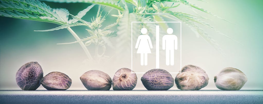 Sesso Dei Semi Di Cannabis