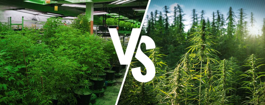 Indoor vs. Outdoor Cannabis