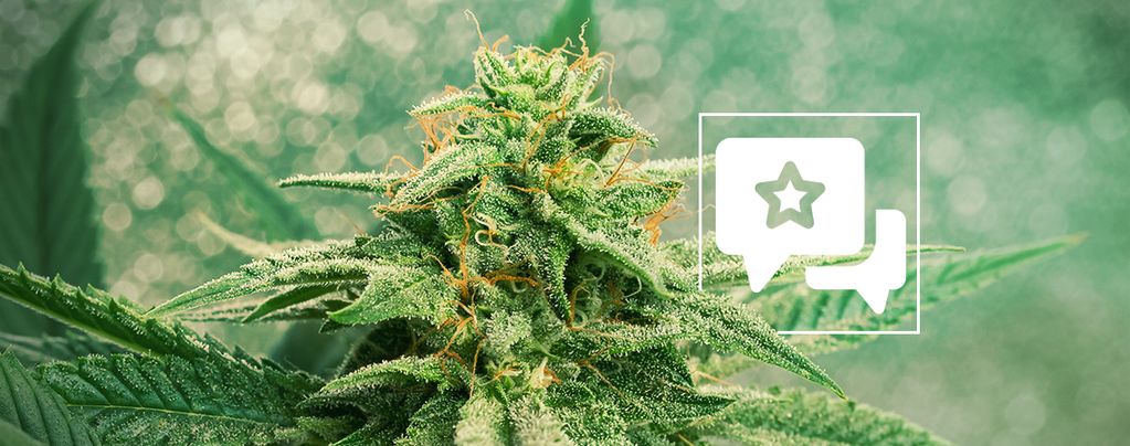 Recensione Varietà: Blue Dream