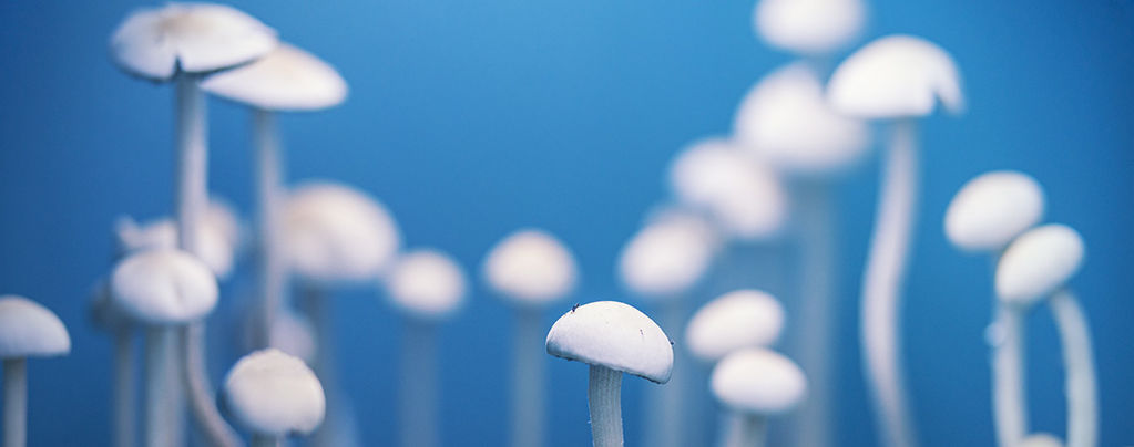 Funghi Magici: Le Vere Pietre Filosofali?