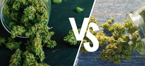 Ganja Indoor Vs Ganja Outdoor: Qual È La Soluzione Migliore?