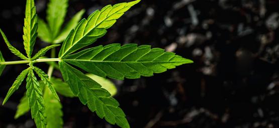 Come Usare Gli Acidi Umici E Fulvici Nelle Piante Di Cannabis