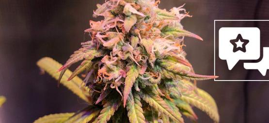 Recensione Varietà: Shining Silver Haze di Royal Queen Seeds