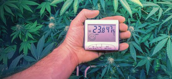Le Temperature Ottimali Per Coltivare Cannabis