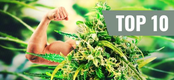 Le 10 Varietà Più Forti E Più Potenti De Cannabis