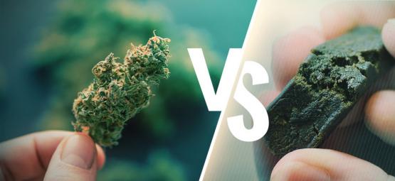 La Differenza Fra Cannabis E Hashish