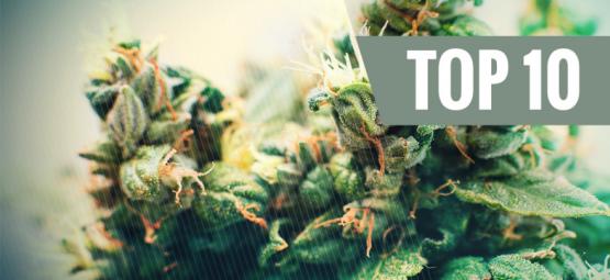 La Top 10 Delle Varietà Di Cannabis Autofiorente