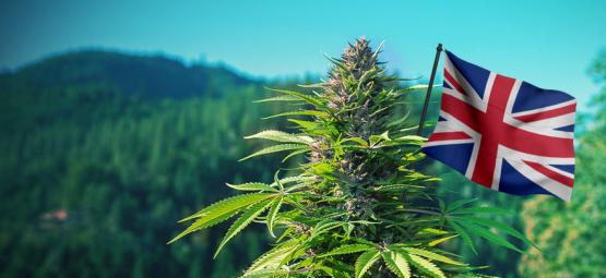 Le Migliori Varietà Di Cannabis Da Coltivare In UK All'Aperto