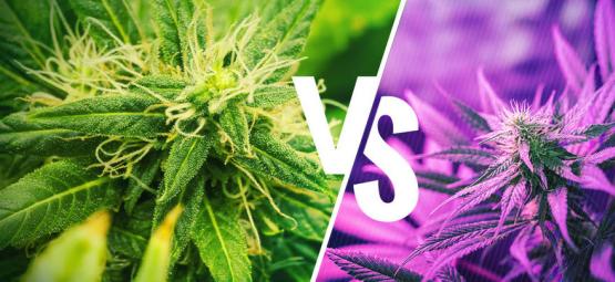 Le Differenze Tra Varietà Kush E Haze