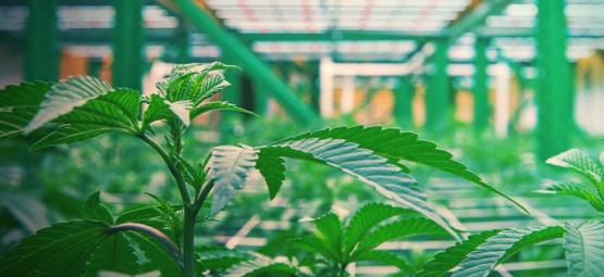 Come Funziona La Coltivazione Verticale Della Cannabis