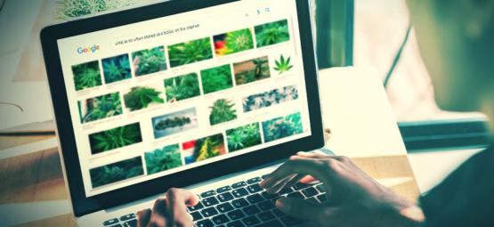 I Migliori Siti Web Per Fumatori Di Ganja [2024 Update]