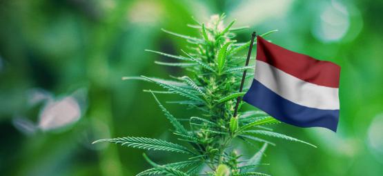 Le Migliori Varietà Di Cannabis Da Coltivare All'Aperto Nei Paesi Bassi