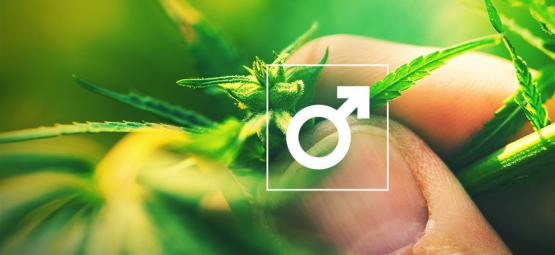 Cosa Fare Con Le Piante Di Cannabis Maschi?