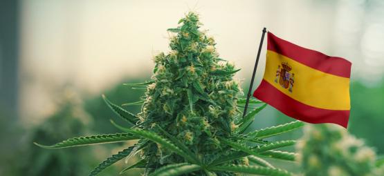 Le Migliori Varietà Di Cannabis Da Coltivare All'Aperto In Spagna