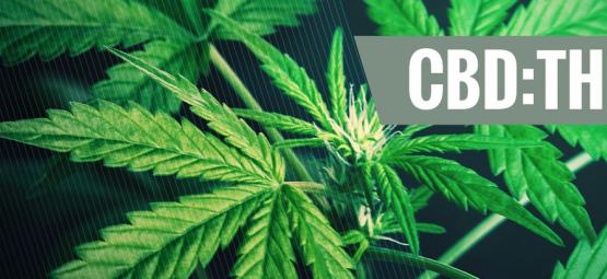 Capire L'Importanza Dei Diversi Rapporti Di CBD:THC