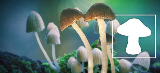 I Funghi Magici Sono la Droga più Sicura 