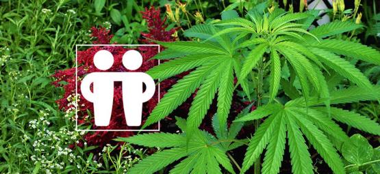 Piante Da Consociazione Per Coltivare E Proteggere La Tua Coltivazione Di Cannabis