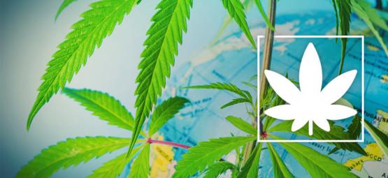 Dove Fumare Cannabis Legalmente In Europa