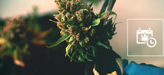 Come Accelerare La Fioritura Della Cannabis Per Anticipare Il Raccolto