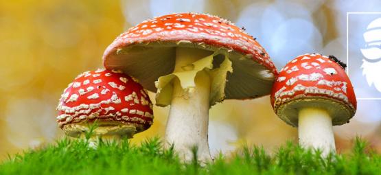 La Relazione Tra I Funghi Allucinogeni E Il Natale
