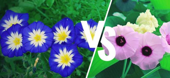 Morning Glory E Hawaiian Baby Woodrose: Qual È La Differenza?