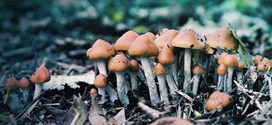 Cos’è Lo Psilocybe Azurescens E Come Si Coltiva?