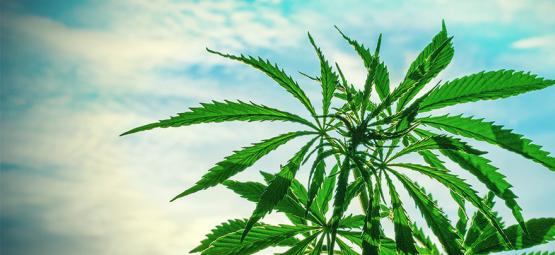 I Migliori Semi di Cannabis da Coltivare in un Clima Caldo