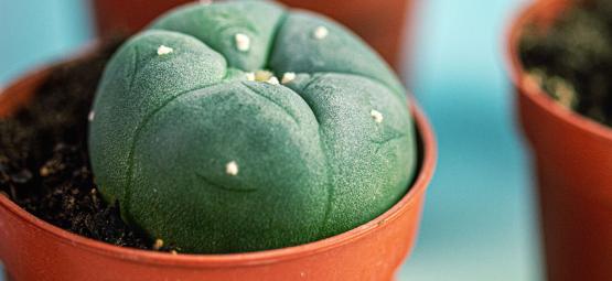 Lophophora Decipiens: Un Peyote a Crescita Rapida