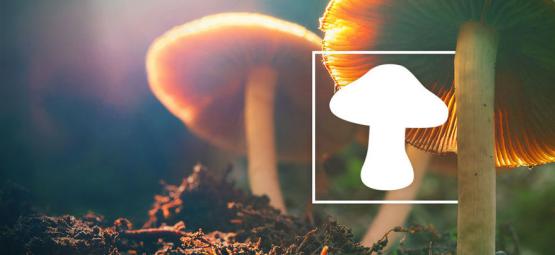 Come Identificare Differenti Tipi di Funghi Magici