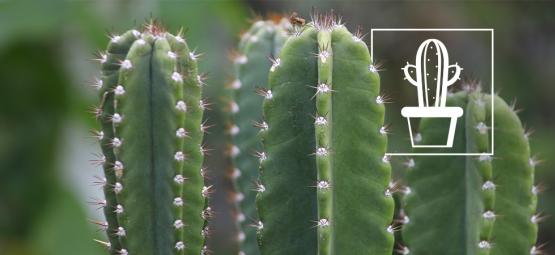 Come Coltivare E Prendersi Cura Di Un Cactus San Pedro