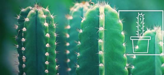 Come Coltivare E Prendersi Cura Di Un Cactus San Pedro