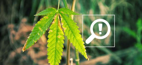 5 Problemi Che Possono Verificarsi Nella Fioritura Della Cannabis