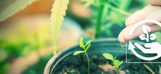 Le Differenti Fasi della Coltivazione di Cannabis e la Loro Importanza