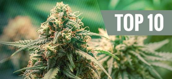 I 10 Migliori Ibridi Di Cannabis