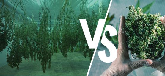 Pulire Le Cime Della Vostra Cannabis Da Fresche Vs Secche