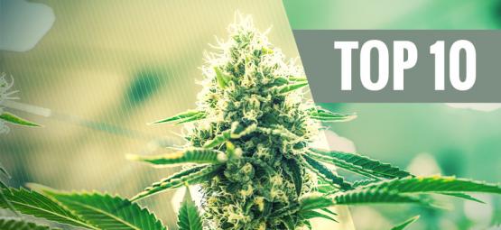 Top 10 Delle Varietà Di Cannabis Kush