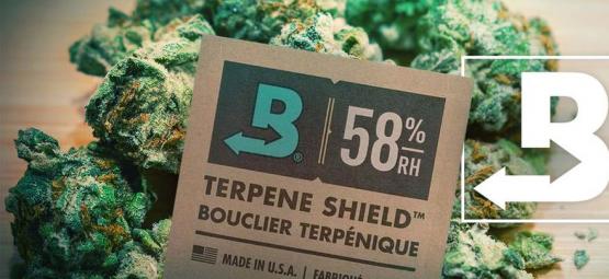 Come Mantenere La Tua Erba Extra-fresca Con Boveda