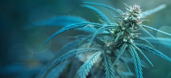 CBD Fix Auto: Una Varietà di Cannabis con Meno dell'1% di THC
