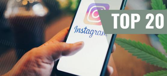 I 20 Migliori Account Instagram Sull’Erba Da Seguire [Aggiornamento 2021]
