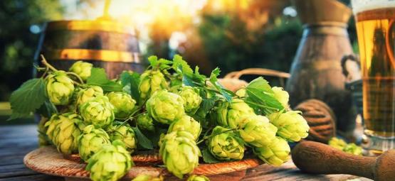 Che Cosa È il Dry Hopping?