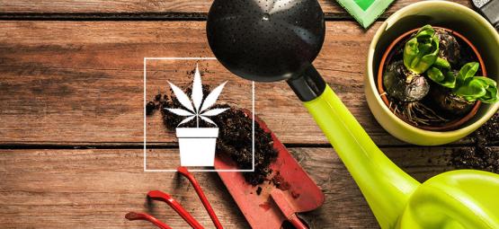 10 Strumenti Indispensabili per i Coltivatori di Cannabis