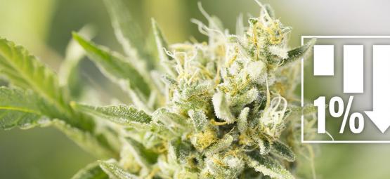 6 Varietà di Cannabis Con Meno dell'1% di THC