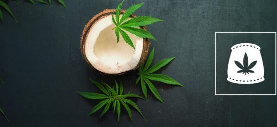 Usare L'acqua Di Cocco Come Fertilizzante Biologico Per La Cannabis